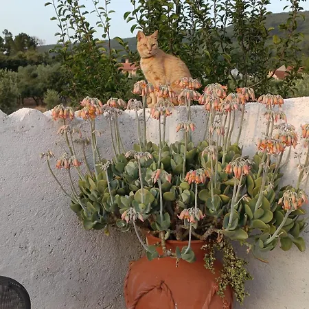 Casa Dos Vales 11 *